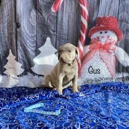 Gus - Silver gray male Weimaraner puppy in Aitkin, Minnesota from Whispering’s GunDogs