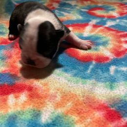 Petee - Black and white male Boston Terrier puppy in Preston, West Virginia from Charlie’s Pride