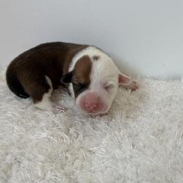 Rodeo - Red male Pembroke Welsh Corgi puppy in Hillsville, Virginia from Bonderosa Kennels