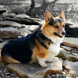 Mack - Pembroke Welsh Corgi