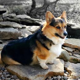 Mack - Pembroke Welsh Corgi