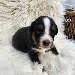 Coal - Black tri-color male Australian Shepherd puppy in Trail, Oregon from Stapp's Australian Shepherds