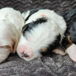 Stripe - Tri-color male Bernedoodle puppy in Granton, Wisconsin from Rose River Farms