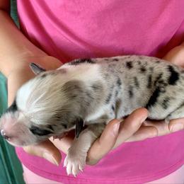 Boy 4 - Blue merle male Miniature Australian Shepherd puppy in Douglas, Arizona from Starry-Eyed Mini Aussies with Tails