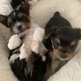 Yorkshire Terriers from Posh Puppies, LLC