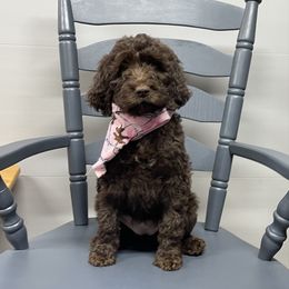 Siscilia - Brown female Springerdoodle puppy in Lisbon, Ohio from Willow Lane Doodles