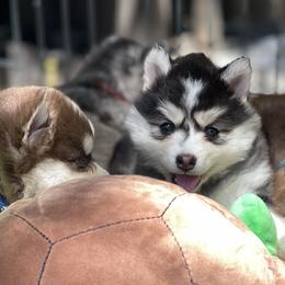 Sasha (pink collar) - Black and white female Pomsky puppy in Diamond Lake, Washington from Husky Haven WA