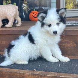 Rum - Black and white male Pomsky puppy in Mc Minnville, Oregon from West Coast Pomskies