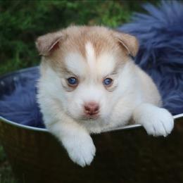 Peony - Red and white female Pomsky puppy in Missouri from Husky Hill Kennel