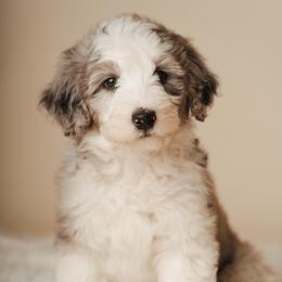 Violet Bridgerton - Blue merle and white female Sheepadoodle puppy in Edmond, Oklahoma from Rock N Roll Doodles