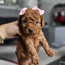 Labradoodle Puppies from Sashasdoodles