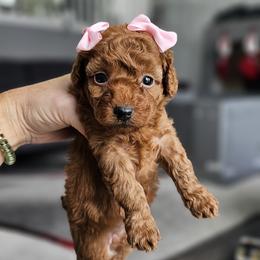 Labradoodle Puppies from Sashasdoodles