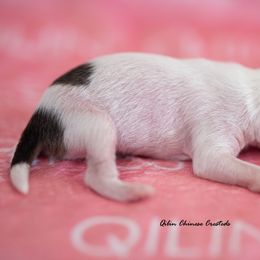 Chinese Crested Puppies from Qilin Chinese Crested