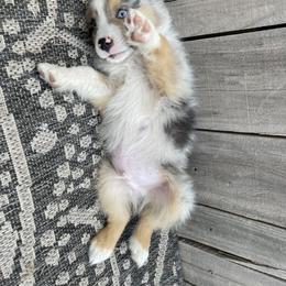 Miniature Australian Shepherd Puppies from Wild Outlaw Aussies