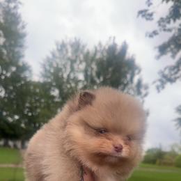 Scar- 4000.00 dollars - Chocolate merle male Pomeranian puppy in Perry County, Ohio from Speechless Pom’s