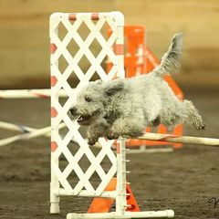Pumi All Grown Up from MayaLu Dogs