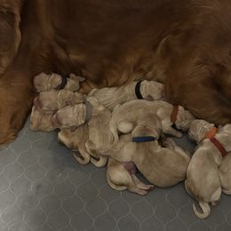 Dancer - Golden female Golden Retriever puppy in Peoria, Arizona from Westwing Retrievers