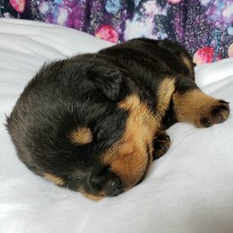 Rottweiler Puppies from Von Hunter Rottweilers