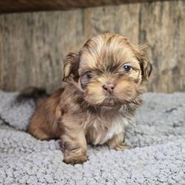 Tina - Brindle female Shih Tzu puppy in Mountain Grove, Missouri from Precious Puppies