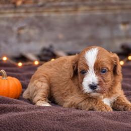 Spiffy - Red male Cavapoo puppy in Narvon, Pennsylvania from Stoltzfus Family Puppies (license number 18844)