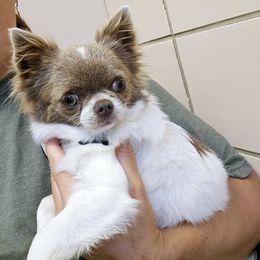 Starfire - Chihuahua