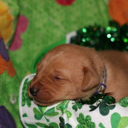 Labrador Retriever Puppies from Paradise Farm Gun Dogs