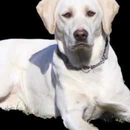 Sugar - Labrador Retriever