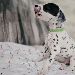 Boy 7 - White and black Dalmatian puppy in Adamstown, Maryland from Sprinkled with Hearts Dalmatians