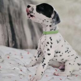 Boy 7 - White and black Dalmatian puppy in Adamstown, Maryland from Sprinkled with Hearts Dalmatians