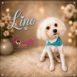 Lino - Maltipoo