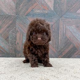 Wren - Chocolate female Cavapoo puppy in Beresford, South Dakota from DAKOTA DOOD RANCH