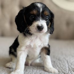 Hollis - Tri-color male Cavapoo puppy in Beckley, West Virginia from By Design Doodles