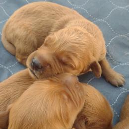 Boy 3 - Dark golden male Golden Retriever puppy in Grand Meadow, Minnesota from Root River Retrievers