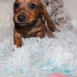 Girl 2 - Red female Dachshund puppy in Craig, Colorado from Rocky Mountain Shih Tzus and Dry Creek Miniature Dachshunds