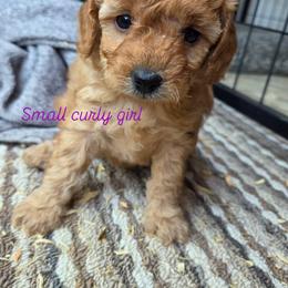 Blondie - Apricot female Goldendoodle puppy in Little Rock, Arkansas from Adorable Mini Doodles LLC