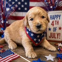 Grumpy-Red - Apricot male Goldendoodle puppy in Bay City, Texas from Charming Doods Goldendoodles