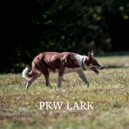 Lark - Border Collie