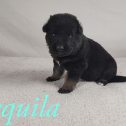 Tequila - Bi-color German Shepherd puppy in Hays, Kansas from Smith's Shepherds