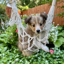 Shetland Sheepdog and Toy Shetland Sheepdog Puppies from M7’s Shelties, Toonies & AussieDoodles