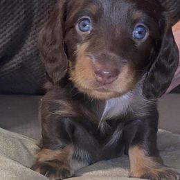 Dachshund Puppies from Dreaming of Dachshunds