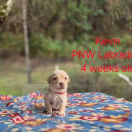 Kevin - Yellow male Labrador Retriever puppy in Rogue River, Oregon from PNW Labradors