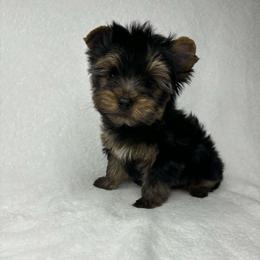Boy - Black and tan male Yorkshire Terrier puppy in Georgia from Nalley Kennels