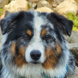 Talya - Miniature American Shepherd