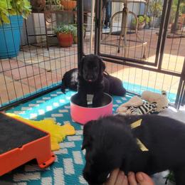 Flat-Coated Retriever Puppies from Chantal Kennel FCR's raised by Josie LeBalch