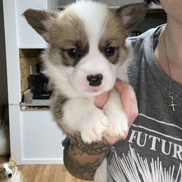 American Corgi Puppies from R and b corgis and farm