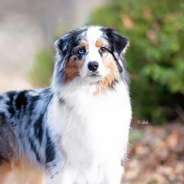Natasha - Australian Shepherd
