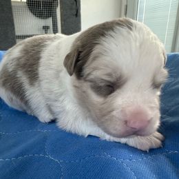 Sunny - Blue merle female Miniature Australian Shepherd puppy in Norco, California from Joyfulpuppies