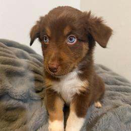 Dove - Red tri-color female Australian Shepherd puppy in East Hartford, Connecticut from CT Aussies