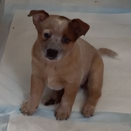 Australian Cattle Dog Puppies from FullMoon Cattle Dogs