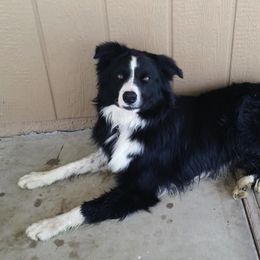 Border Collies from Lonesome Me Border Collies